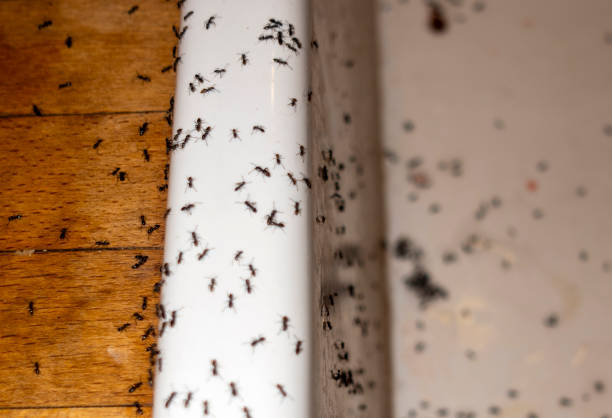 Best Residential Pest Control  in Choccolocco, AL