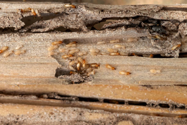 Best Mosquito Control Services  in Choccolocco, AL